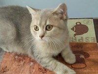 Teslime Hazır British Shorthair Yavrular