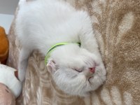 2.5 Aylık Scottish Erkek Acil Yuva