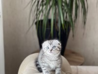 Teslime Hazır Sıfır Kulak Scottish Fold Güzellik