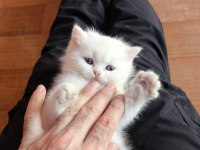 Scottish Straight Yavrum