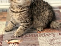 British Shorthair Yavrular Teslime Hazır