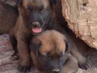 Safkan Belçika Kurt Yavruları