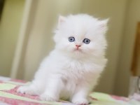 Oyuncak Gibi British Longhair Kız