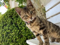 Aslan tekir kızımız yuva arıyor