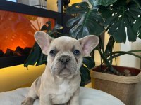 Egzotik French Bulldog Yavrularım Harika Renkler Ve Anatomiler