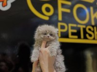 Safkan British Longhair Yavrular