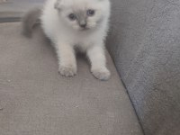 Yeni Yuvalarına Hazır Kediler