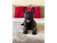 14 şubat doğumlu kaliteli belçika kurdu yavrular