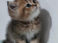 British Shorthair Chocolate Golden Bebeğim