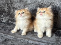 Pofuduk Ny11 Ve Ny12 British