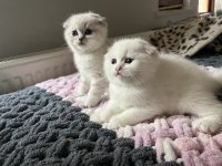 Erkek Scottish Fold Bebekler