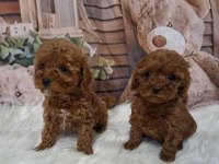 Mükemmel toy poodle yavrularımız
