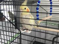 3 Aylık Sultan Papağanı