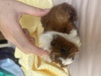 Yeni Doğmuş 2 Haftalık Yavru Guinea Pig