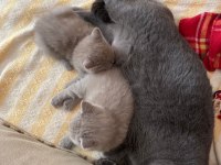 Bir Buçuk Aylık Babaları Şecereli Yavru Kediler