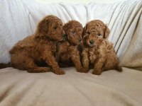 Toy poodle yavrular