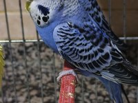 Sağlıklı Muhabbet Kuşu