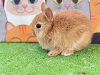 Cüce Tavşan Yavruları