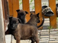 Safkan belçika kurt yavrular