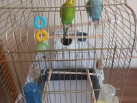 Kafesi Ve Tüm Malzemeleriyle Birlikte Çift Muhabbet Kuşu