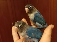 Cennet papağanı violet