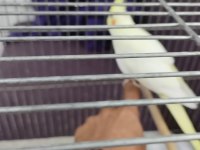 Sultan Papağanı 2 Aylık