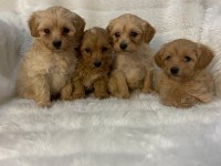 Harika Maltipoo Bebekler