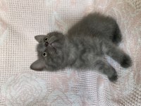 British shorthair erkek bebek 2 aylık