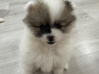 5 Pomeranian Yavrumuza Aile Arıyoruz