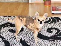 Sıfır Numara 1 Kilo 300 Gram Chihuahua