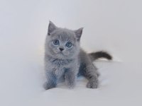 Sevimli British Shorthair Yavruları