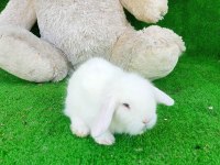 Hollanda Teddy Lop Tavşan Yavrularımız