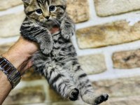 British Shorthair Yavrularımız Hazır