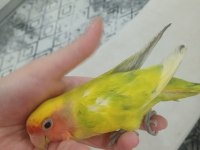 1 takım mutasyon sevda papağanlarımı sahiplendiriyorum