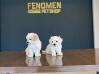 Kar beyaz maltese yavrular ankara mağazamızda görün