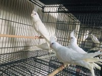 Sultan Papağanımız