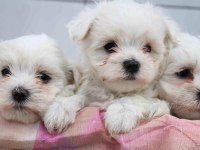 Dünya Tatlısı Terrier Yavruları