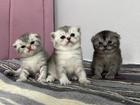 Dünya Tatlısı Yavru Kediler