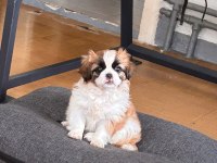 2 Aylık Pekinez Yavrusu