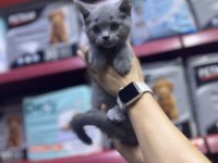 A Kalite British Kediler