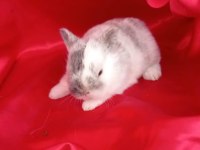 Cüce Tavşan (Nedherland Dwarf)