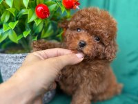 Özel Üretim Toy Poodle Yavrular