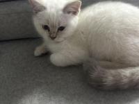 Topaç Gibi British Shorthair Oğlumuz