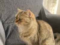 Kedimiz Mişa Yeni Yuvasını Arıyor