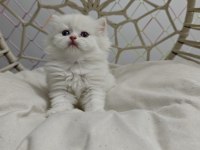 Yavru British Shorthair Kediler