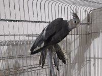 Grey Ve Lutino Erkek Sultan Papağanlar