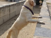 Beyaz golden retriever