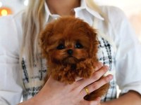 Toy Poodle Güzel Yavrularım