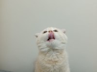 2 Aylık Özel Cream Renk Scottish Fold