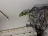 4.5 Aylık Erkek Jumbo Alexander Papağanı